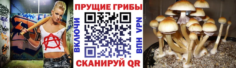 Галлюциногенные грибы Psilocybe  Купить закладки  Пикалёво 